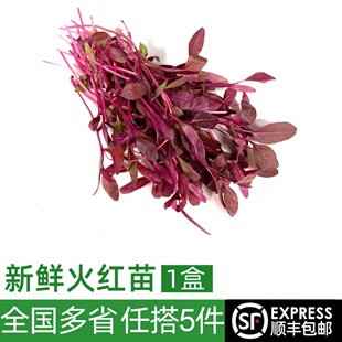 包邮 新鲜火红苗1盒 5件 饰 蔬菜斯卡纳苗可食用芽苗菜西餐摆盘装