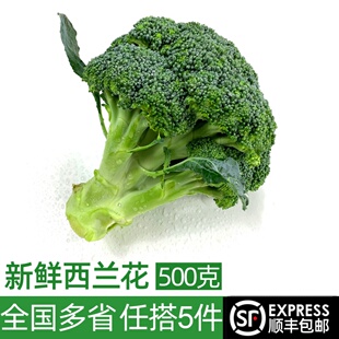 包邮 新鲜西兰花500g脆嫩青花菜绿花菜西蓝花椰菜 时令蔬菜5件顺丰