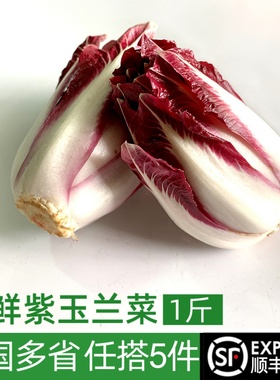 新鲜紫玉兰菜500g 芽球菊苣chicory比利时沙拉西餐食材新鲜蔬菜