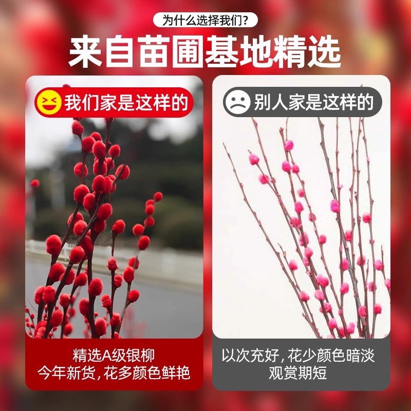 速发银柳真花鲜枝水培植物客厅干花摆件室内干枝红色年宵花卉盆栽