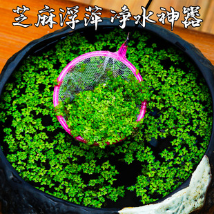 速发芝赏生浮萍乌龟饵料鱼缸鱼塘水培水小水养净化水质观麻水草