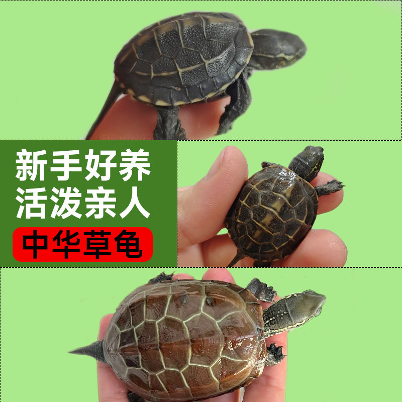 速发中华龟赏小乌龟活物外塘适合家养观龟龟金线龟墨草苗好养