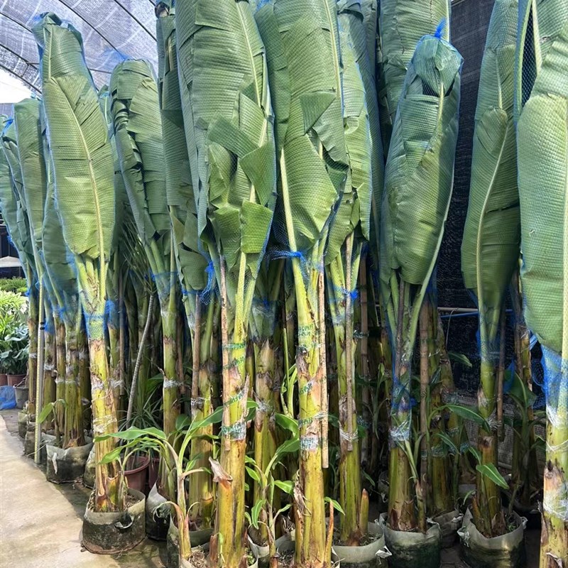 现货速发芭蕉盆栽适合耐寒暴晒植物工程绿化绿植大型庭院花园观叶