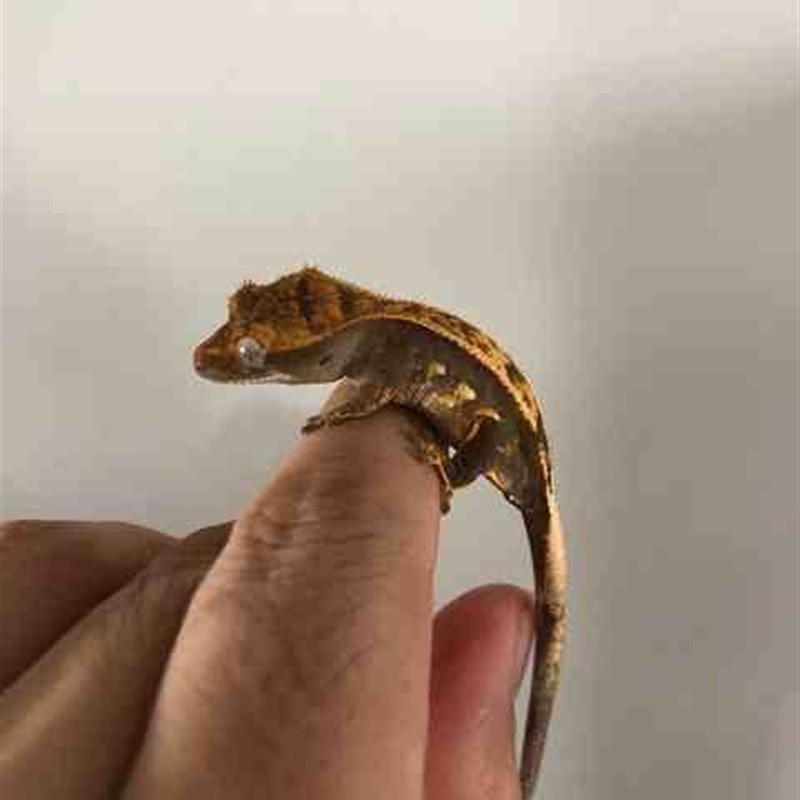 睫角守宫蜥蜴活物新手入门懒人宠物易养I异宠小型另类可爱温顺爬