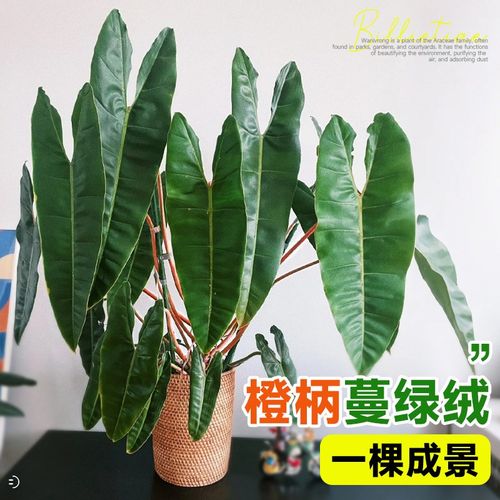 速发橙柄蔓绿养内物盆栽热带观叶大叶绿植室植客厅台四季常青好绒