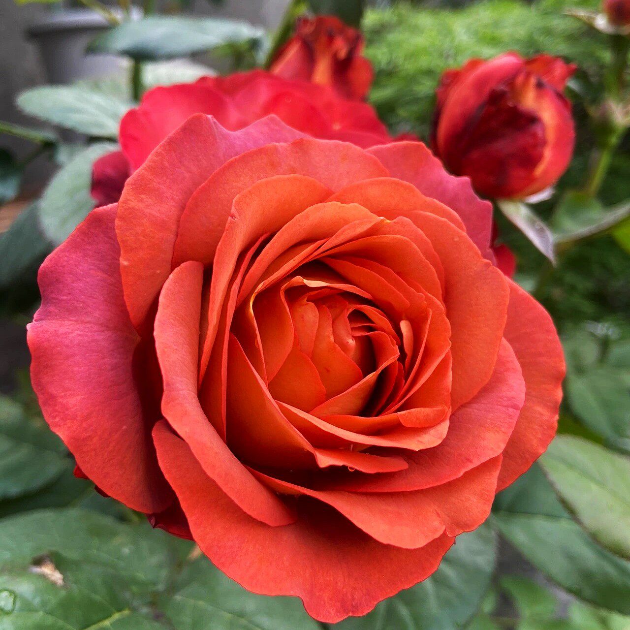 速发咖啡时间月季大苗花花浓香盆栽耐热抗病台庭院养色玫瑰好复绿