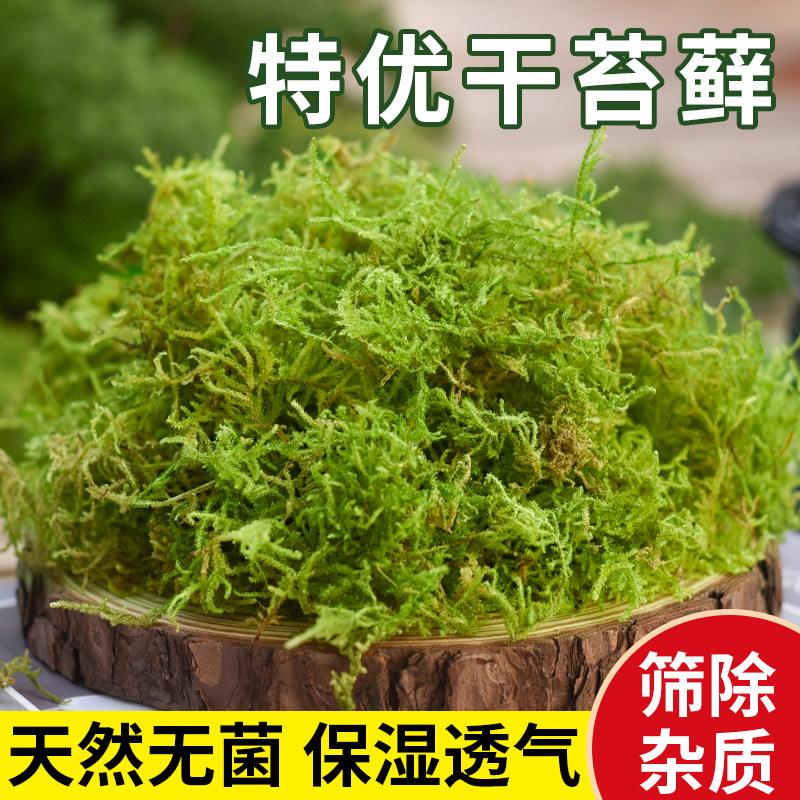 速发养苔藓水苔营苔兰花蝴蝶兰石斛种植专用干青土爬宠乌龟垫材