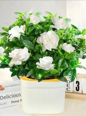 【下单立减50】盆栽花卉植物带花苞内外阳台绿植四季好养_ZS