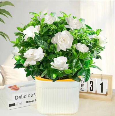 【下单立减50】盆栽花卉植物带花苞内外阳台绿植四季好养_ZS