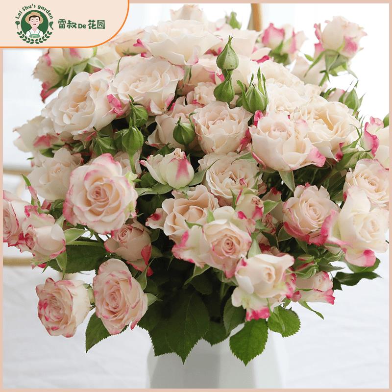 雷叔的花园折射泡泡微型月季花苗四季条纹玫瑰切花中苗带盆栽好