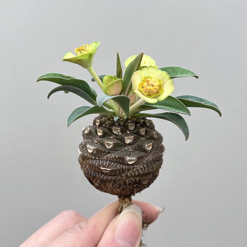 植物员外 铁甲丸Euphorbia Bupleurifolia实生块根大戟科多肉盆栽