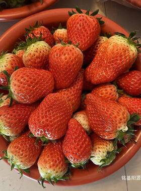 塑料脸盆盆2斤装3斤装5斤装10斤装草莓脸盆OSE水果盆草莓小号脸红
