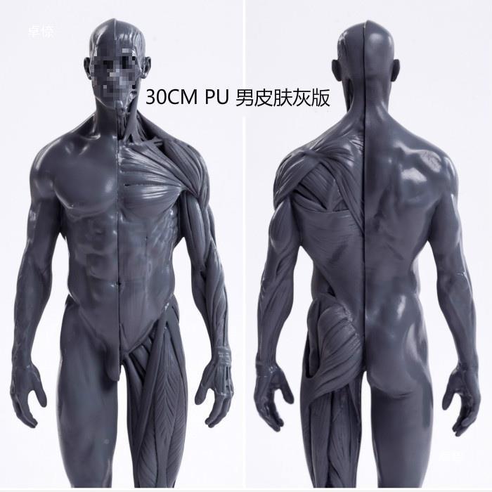 人体内结构模学生画绘临摹人体雕型塑CG2参考脏模型静物体肌肉美