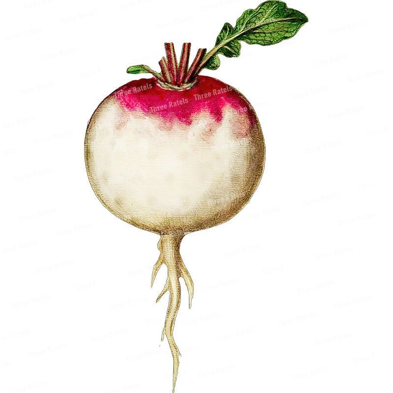 可爱的彩色蔬菜贴纸田园风厨房冰箱装饰贴花