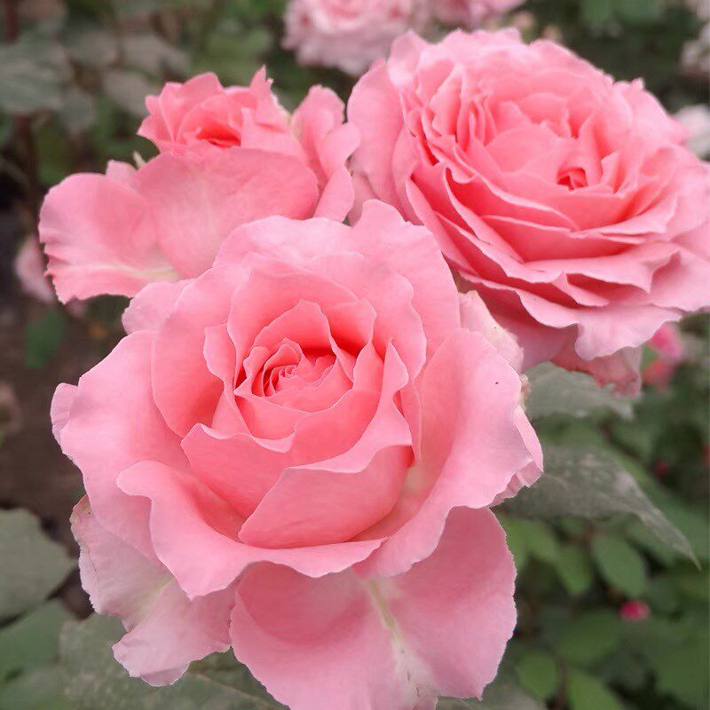 珊瑚果冻月季花苗四季可盆栽玫瑰开花特大花藤本花树蔷薇爬藤小苗