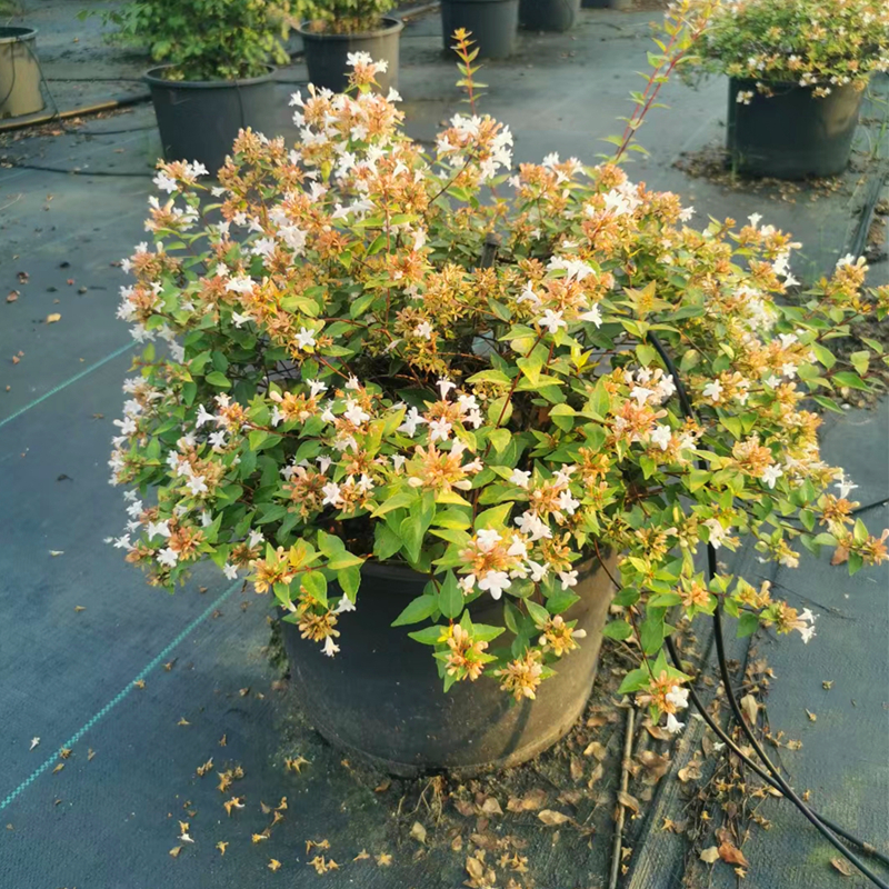 大花六道木盆栽多年生花园造景路边绿化室外耐寒植物花香好活包邮