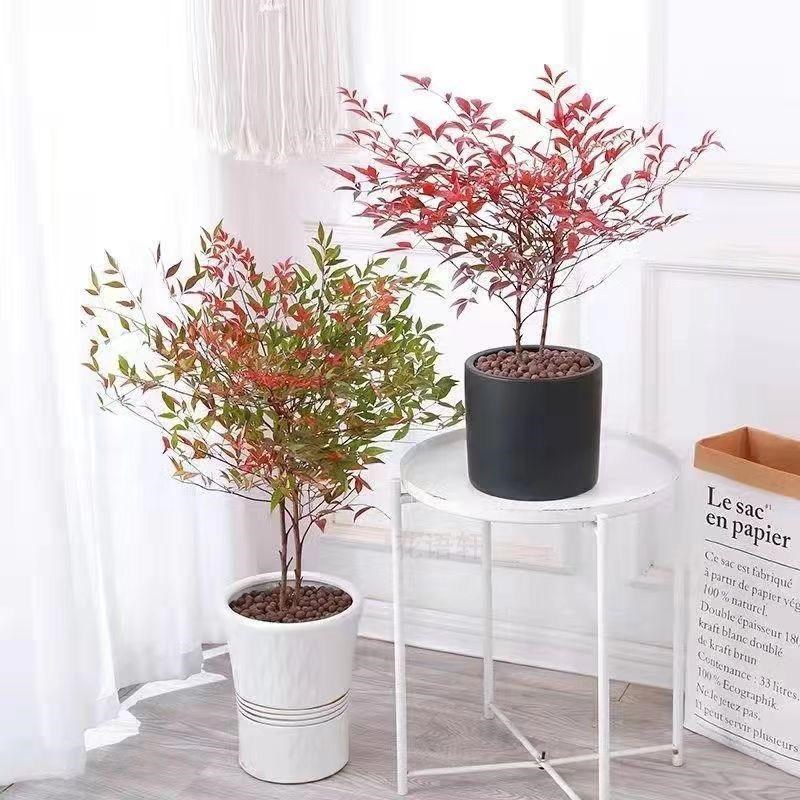 【南北方可越冬】南天竹苗盆栽水培火焰南天竹绿植室内老盆景庭院