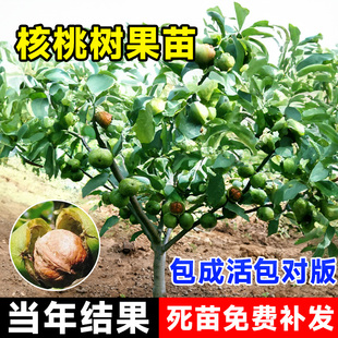 核桃树果苗嫁接薄壳纸皮文玩核桃苗树南北方种植庭院果树当年结果