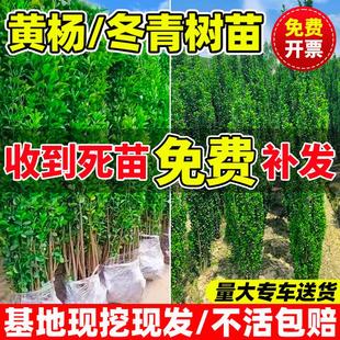 冬青树苗法国北海道黄杨直立篱笆墙庭院围墙植物四季常青耐寒绿篱