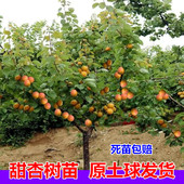 杏树果苗嫁接盆栽杏树苗活苗果树苗庭院种植地栽南方北方杏子苗树