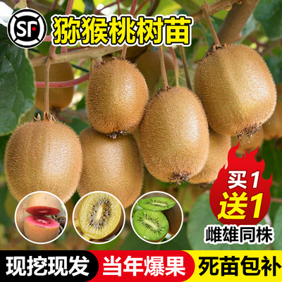 猕猴桃树果苗红心软枣徐香