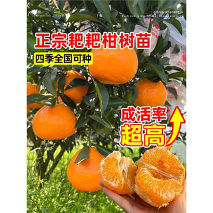 正宗四川春见耙耙柑树苗丑橘南北方种植粑粑柑树苗盆栽橘子树果苗