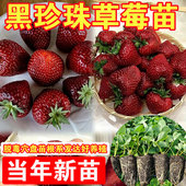 黑珍珠草莓苗真红美玲玄玉黑草莓苗秧盆栽地栽带土草莓苗批发好养