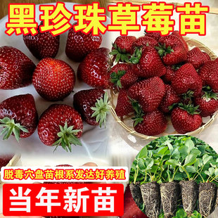 黑珍珠草莓苗真红美玲玄玉黑草莓苗秧盆栽地栽带土草莓苗批发好养