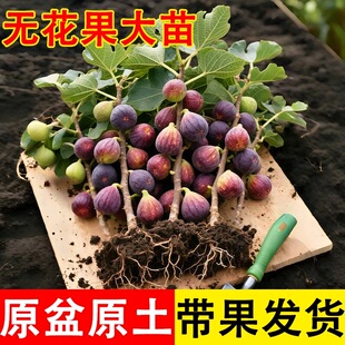 带果无花果树果苗盆栽特大果南方北方波姬红芭劳奈青皮无花果苗树