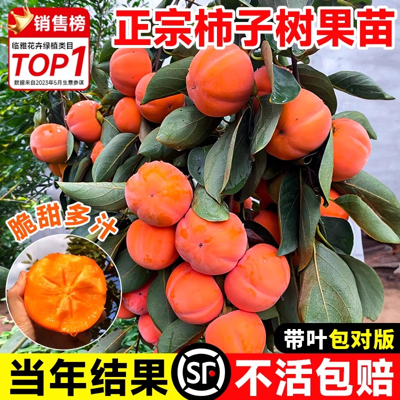 柿子苗树嫁接红灯笼庭院抗