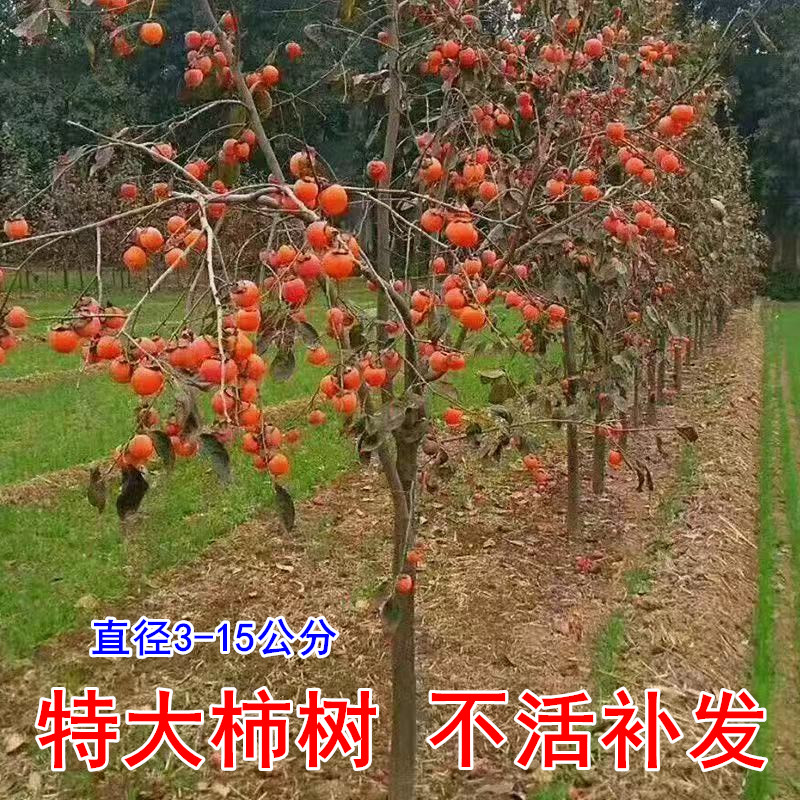 柿子苗树脆甜无核南北方种