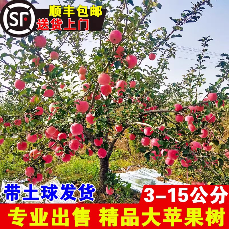 苹果树果苗嫁接红富士冰糖心地栽盆栽南北方种植带土特大当年结果
