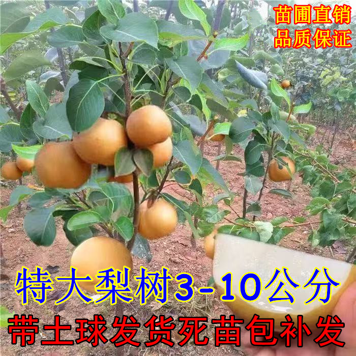 梨树果苗嫁接翠冠丰水子苖