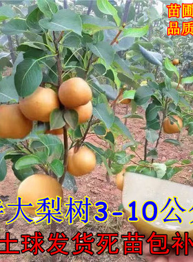 梨树果苗嫁接苗翠冠梨树丰水梨子树地栽当年结果梨树苗果树