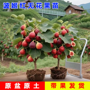 无花果树果苗特大果矮化带土南方北方种植果苗波姬红盆栽无花果苗