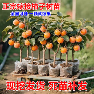 柿子苗树脆甜柿无核柿南北方种植特大庭院地栽当年结果柿子树果苗