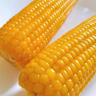 真空2025年新鲜老式笨玉米有嚼头老品种黄玉米微糯即食忻州5斤