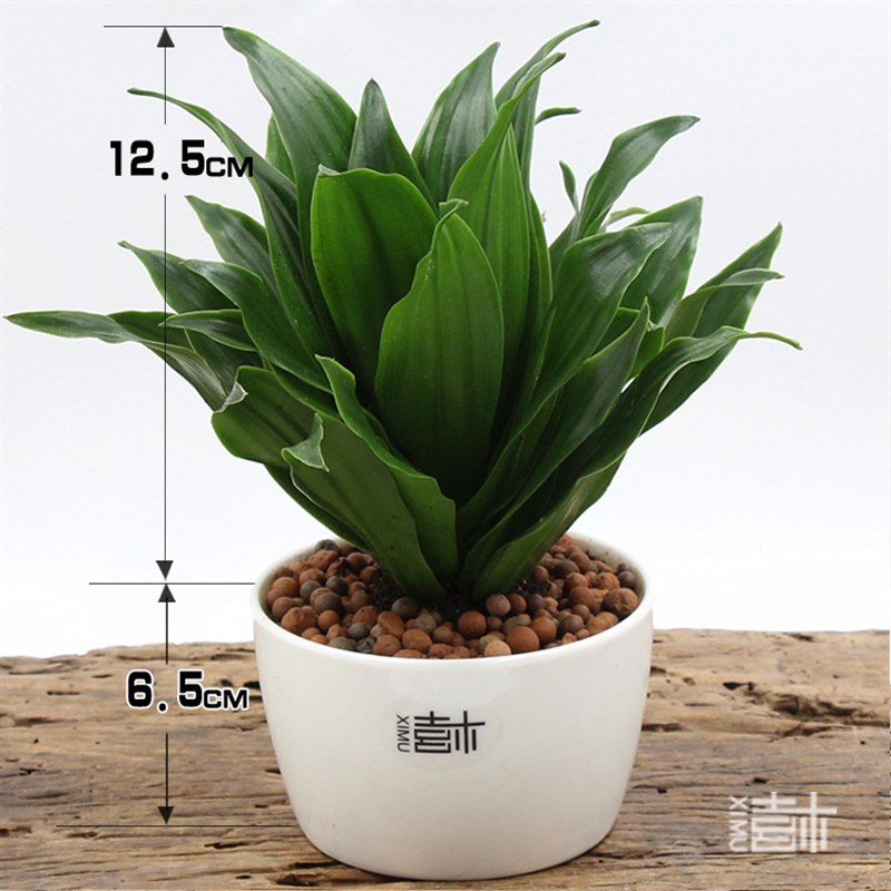 现货速发青叶碧玉办公室内迷你小盆栽绿色植物创意绿植室内花卉净