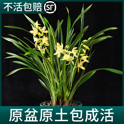现货速发兰花盆栽带花苞大苗香兰草带土四季浓香名贵建兰花卉植物