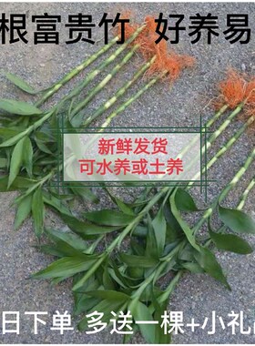 大叶富贵竹金边 有带老根可水养土培 好养易活办公桌面绿植物盆栽