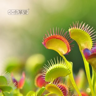 捕蝇草食虫植物盆栽小虫草堂食虫草猪笼草茅膏菜驱蚊草捕虫食人花