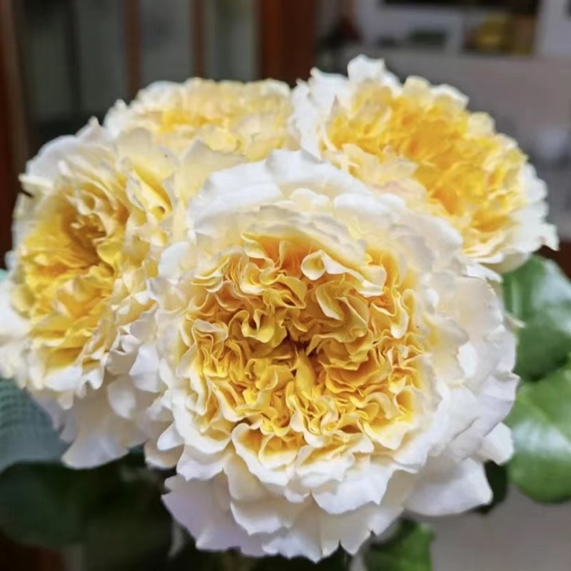 邻家花园 碧翠丝1加仑原盆原土切花月季黄色浓香庭院阳台栽种