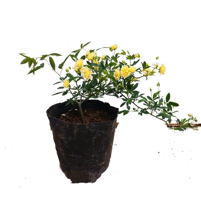 黄色木香花苗爬藤植物浓香四季蔷薇花苗庭院花卉盆栽黄白色木香七