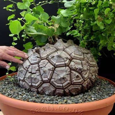 南非龟甲龙 爬藤块根多肉植物萌宠一物一拍稀有贵货 带盆栽好绿植