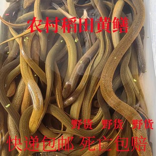 湖南野外稻田水库捕获黄鳝鲜活野黄鳝鱼土鳝鱼新鲜盘龙鳝鳝丝