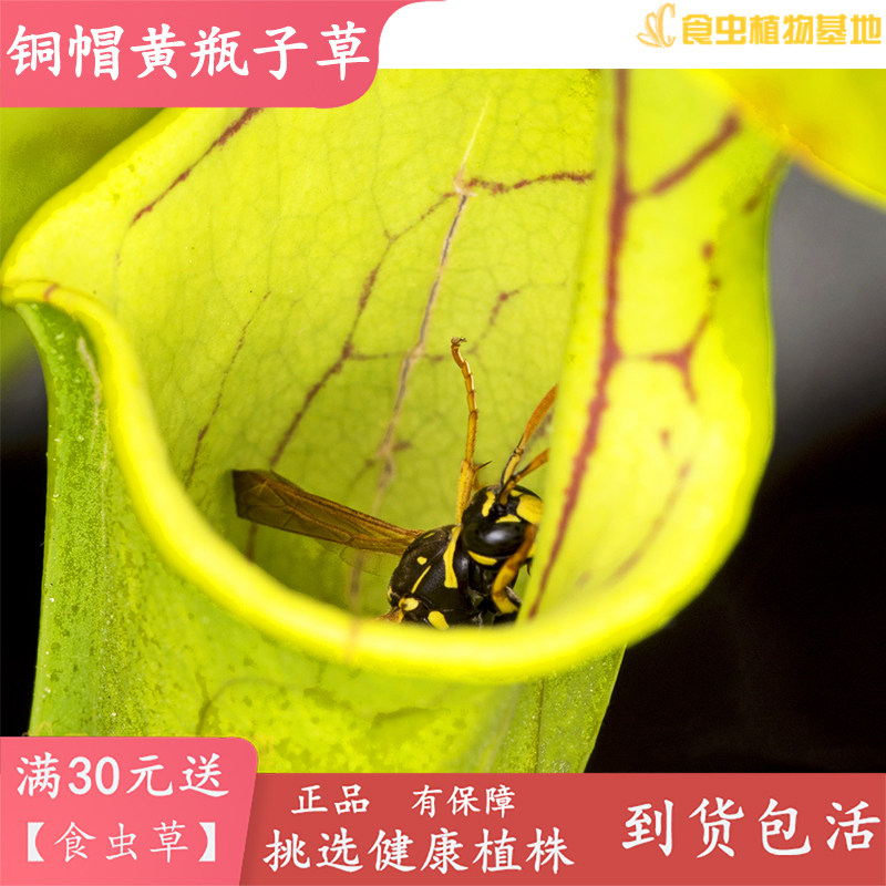 铜帽黄瓶子草【食虫草食虫植物吃蚊子蜜蜂K苍蝇飞蛾强捕蚊草捕虫