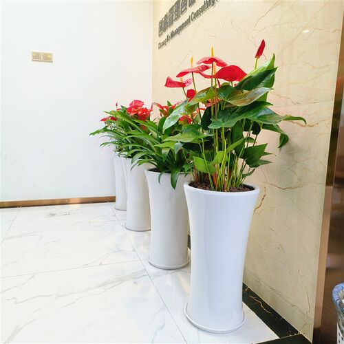 红掌盆栽中小型植k物室内客厅办公室桌面水培植物组合盆栽吸除甲