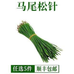 野生马尾松松针新鲜松叶松毛酵素全松茶蒸笼垫底保健松针茶养生茶