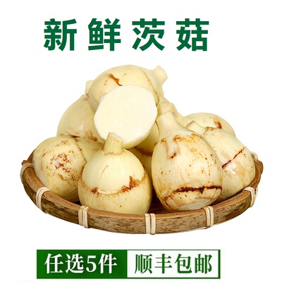 云南新鲜茨菇农家野地大白慈姑茨菰马蹄芽现挖蔬菜种苗鲜慈菇500g