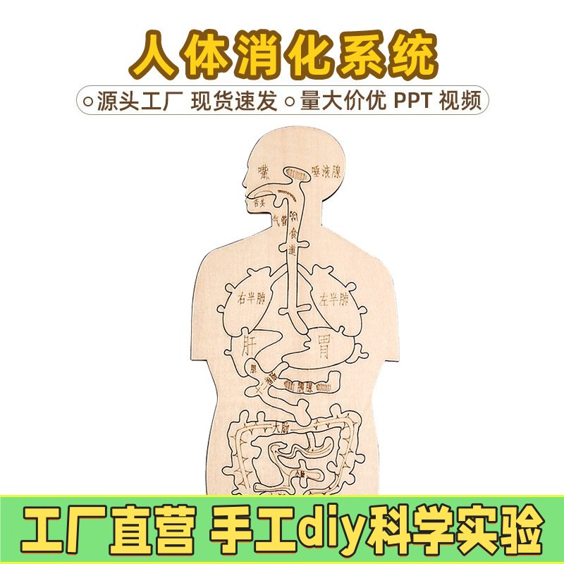 科技小制作手工diy消化系统木趣味人体器官认知模型简易自制 EC17
